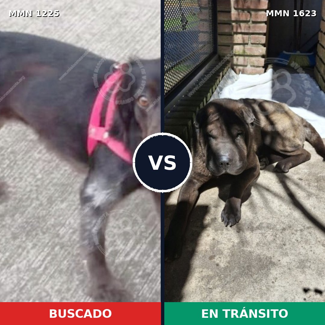 Comparativa MMS 33833: mascota perdida y mascota encontrada, 39% de similitud
