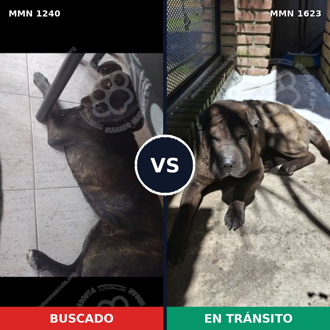 Comparativa MMS 33834: mascota perdida y mascota encontrada, 53% de similitud