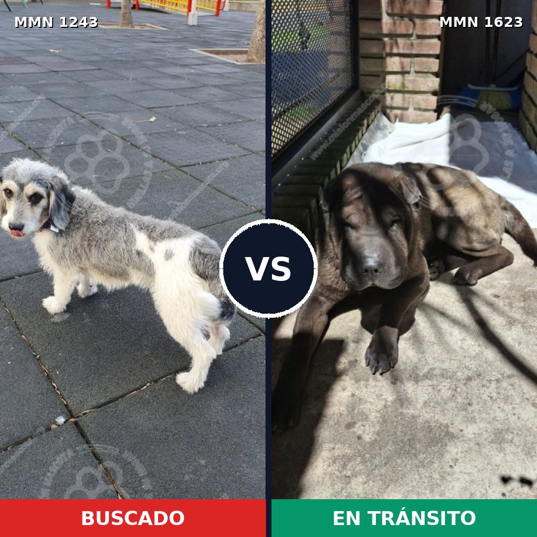 Comparativa MMS 33835: mascota perdida y mascota encontrada, 32% de similitud