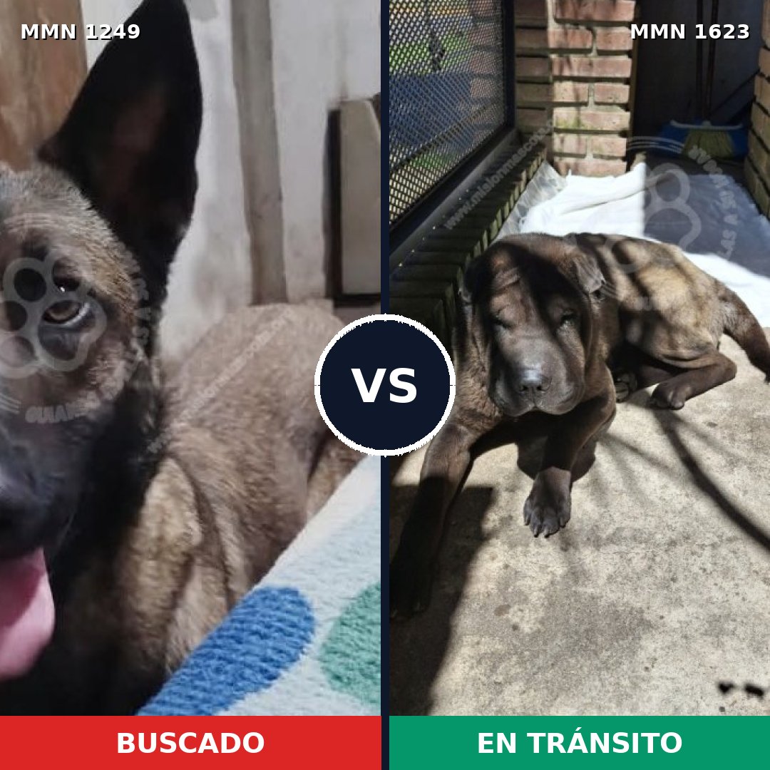 Comparativa MMS 33836: mascota perdida y mascota encontrada, 46% de similitud