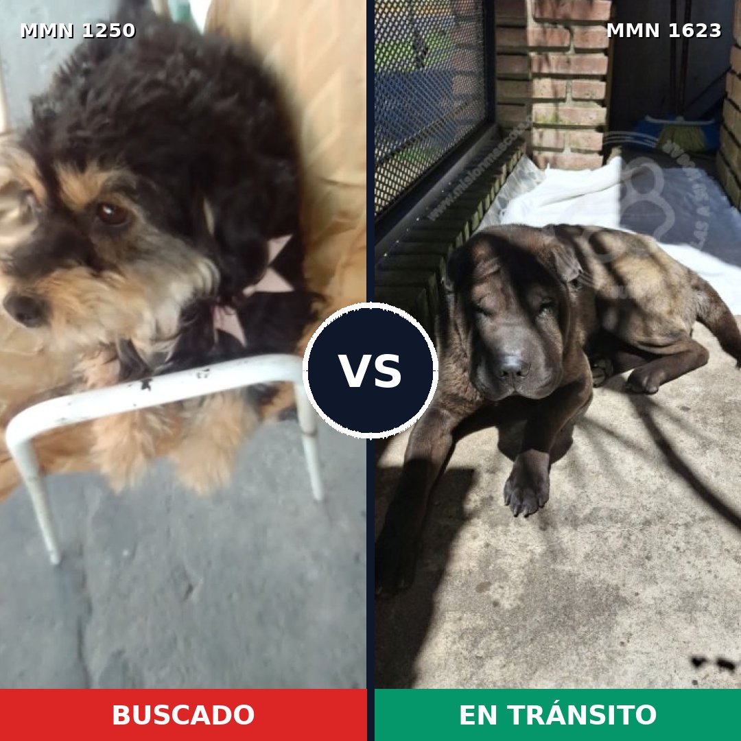 Comparativa MMS 33837: mascota perdida y mascota encontrada, 30% de similitud