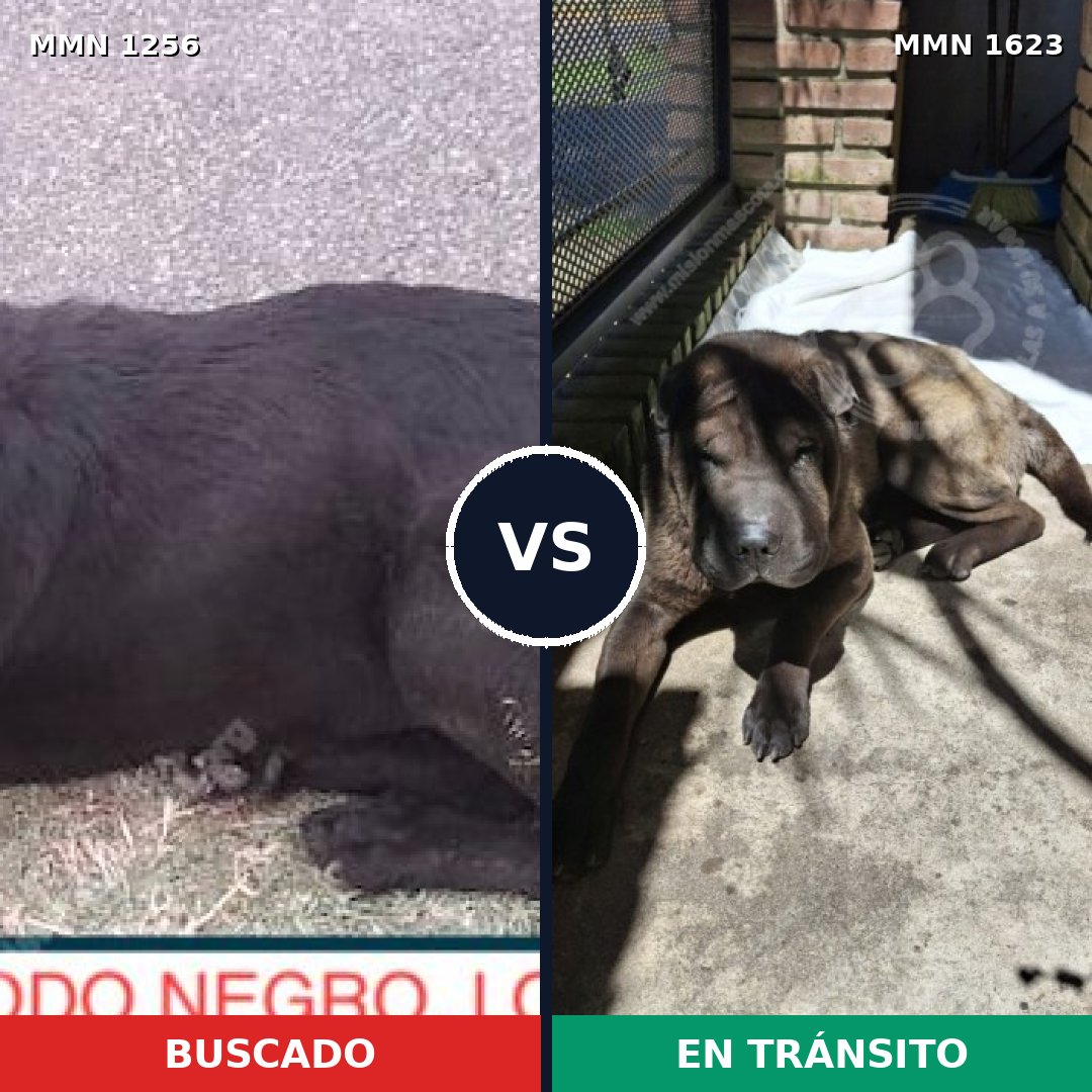 Comparativa MMS 33838: mascota perdida y mascota encontrada, 48% de similitud