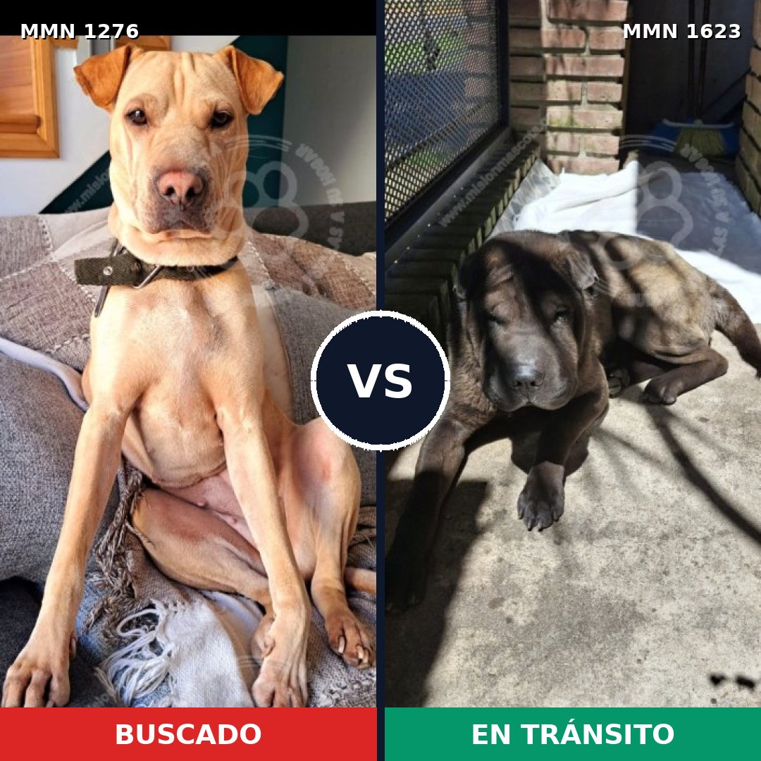 Comparativa MMS 33839: mascota perdida y mascota encontrada, 49% de similitud
