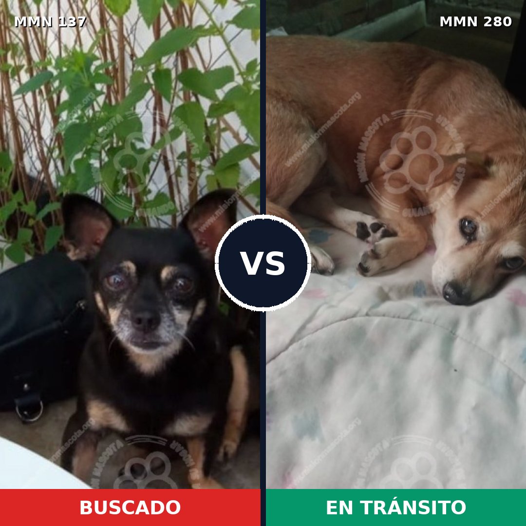 Comparativa MMS 3384: mascota perdida y mascota encontrada, 51% de similitud