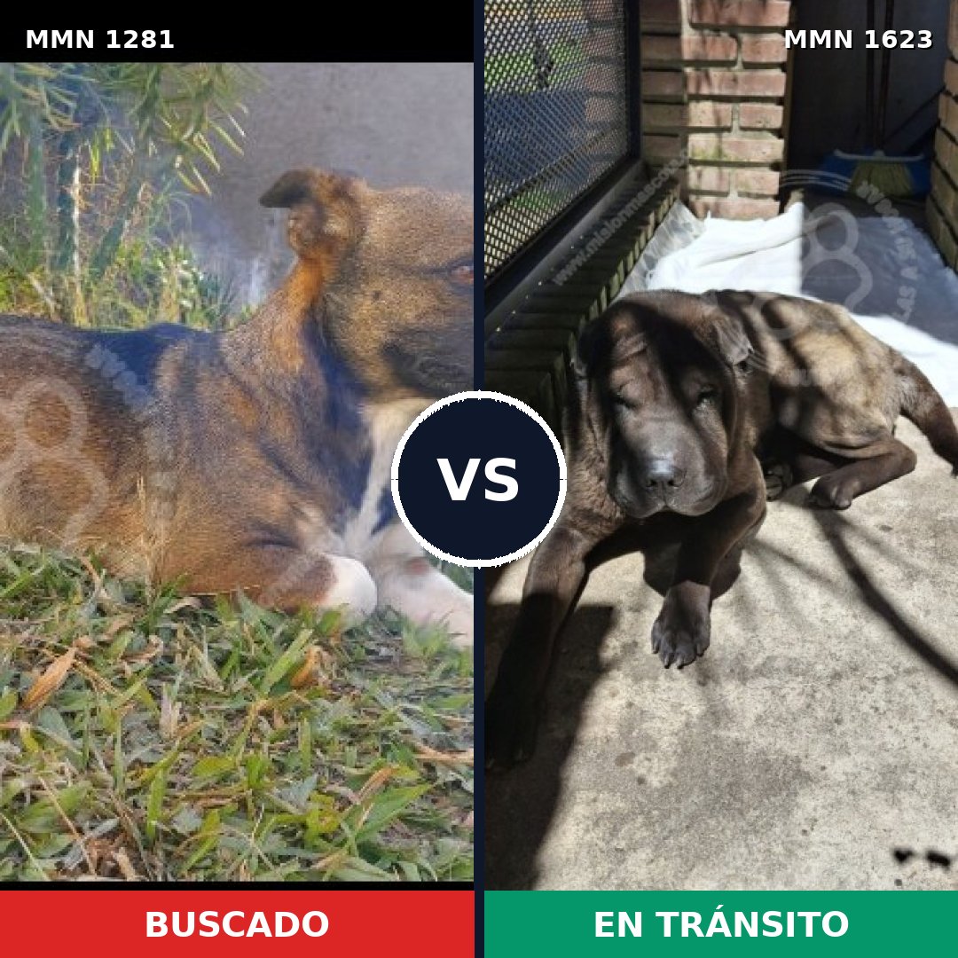 Comparativa MMS 33840: mascota perdida y mascota encontrada, 36% de similitud