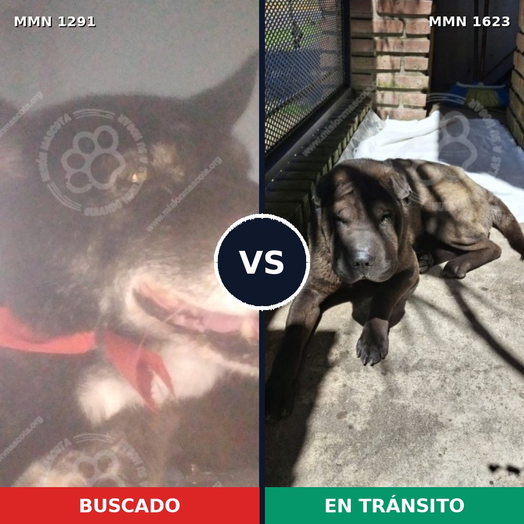 Comparativa MMS 33841: mascota perdida y mascota encontrada, 39% de similitud