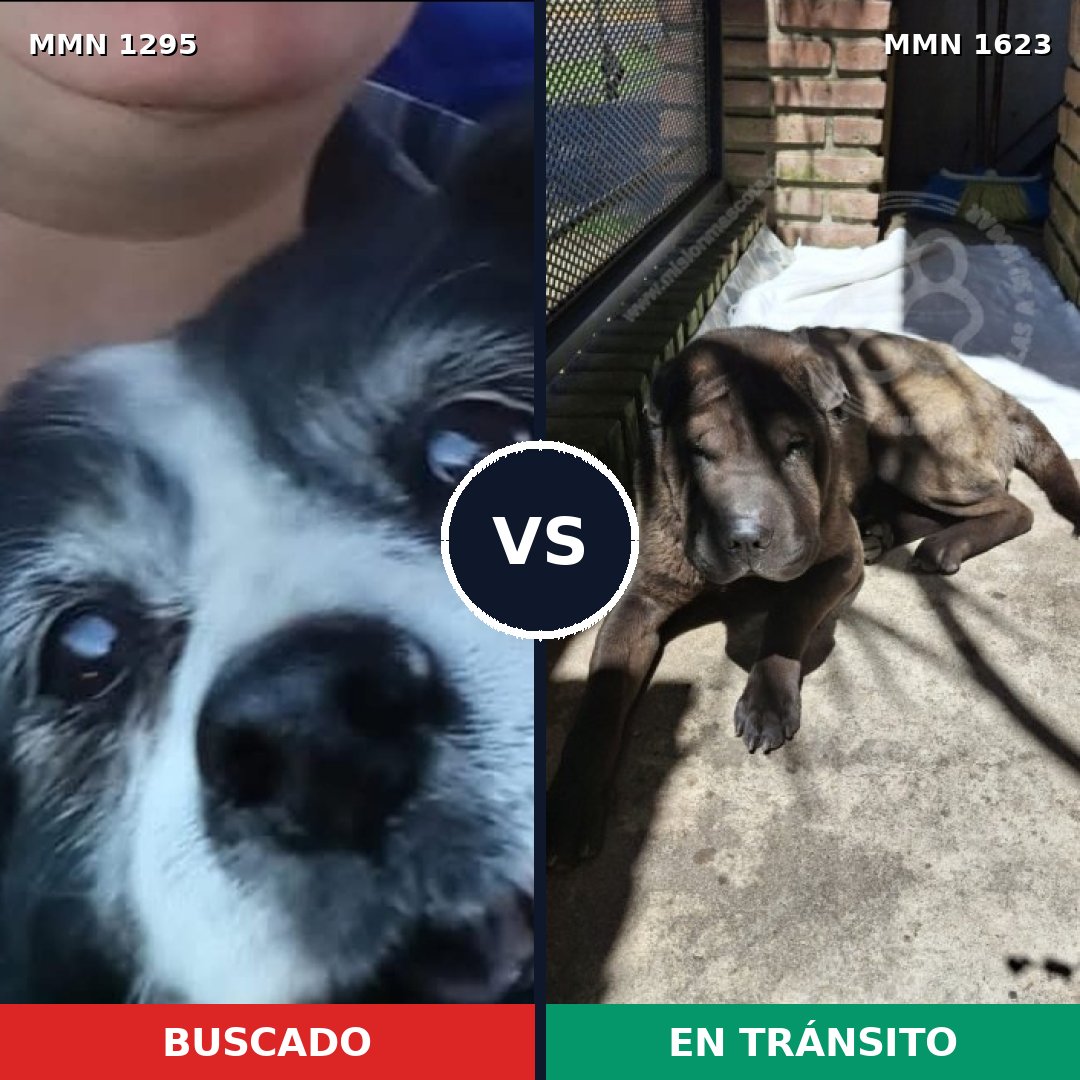 Comparativa MMS 33842: mascota perdida y mascota encontrada, 47% de similitud