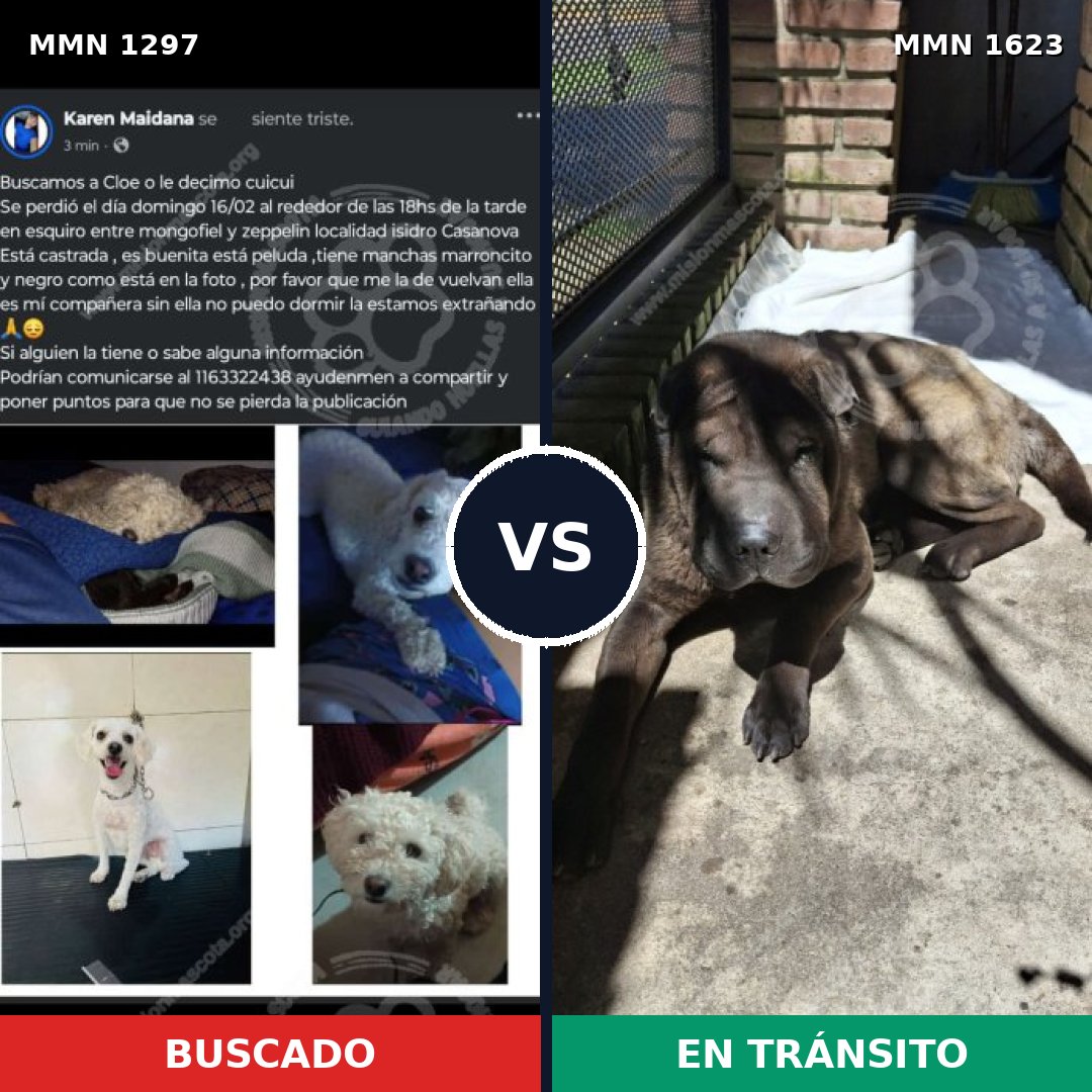 Comparativa MMS 33843: mascota perdida y mascota encontrada, 48% de similitud