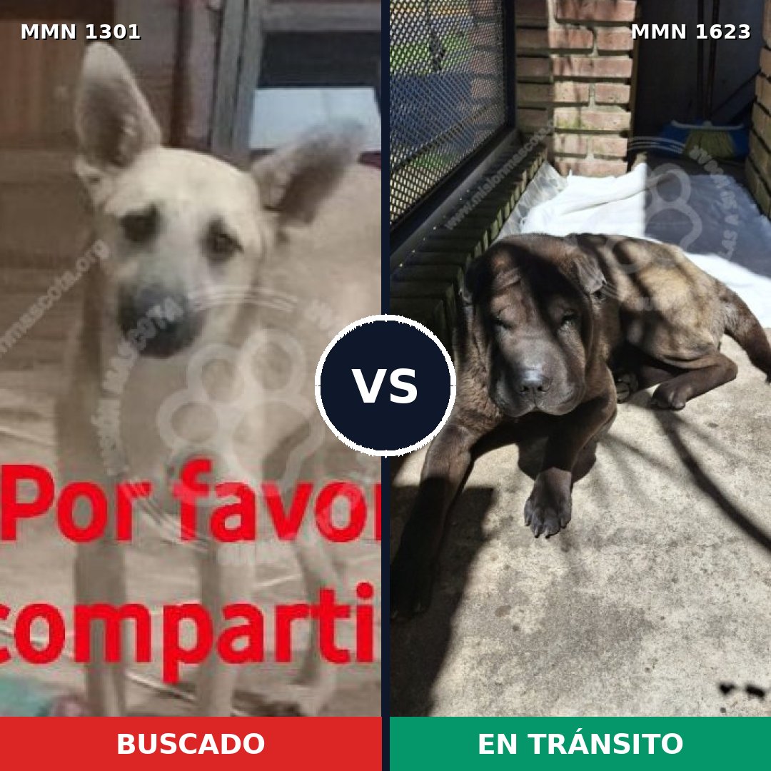 Comparativa MMS 33844: mascota perdida y mascota encontrada, 50% de similitud