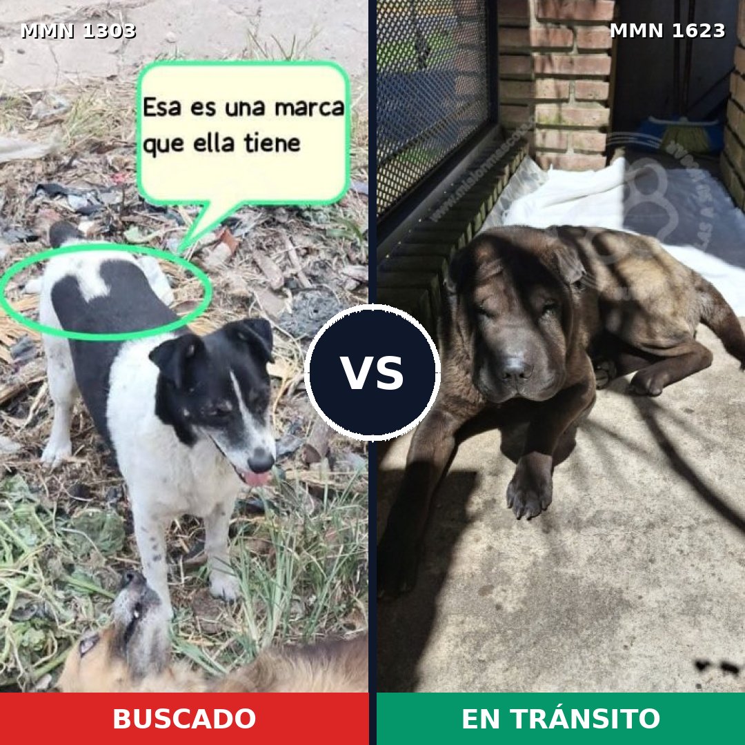 Comparativa MMS 33845: mascota perdida y mascota encontrada, 36% de similitud