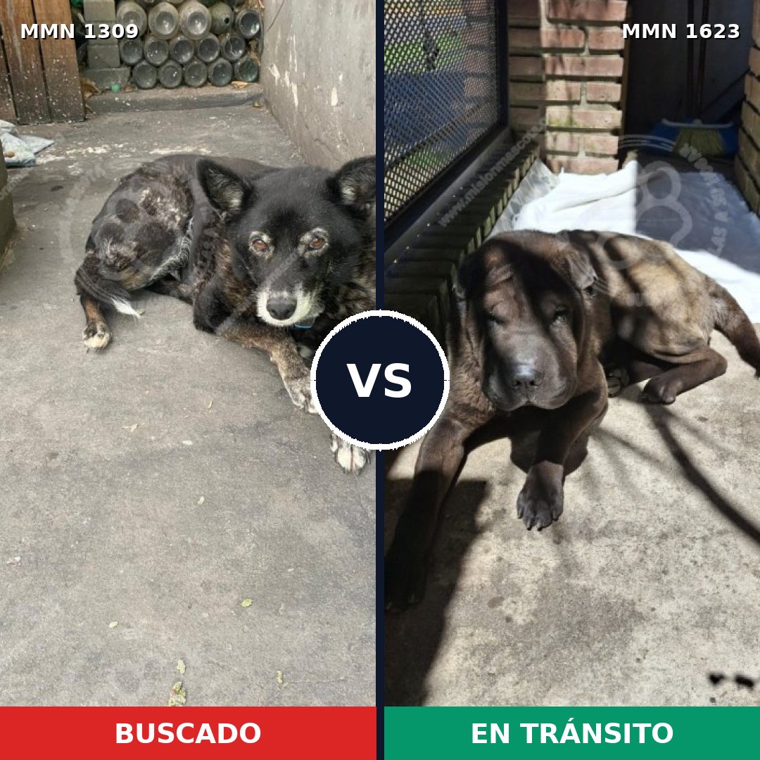 Comparativa MMS 33846: mascota perdida y mascota encontrada, 45% de similitud