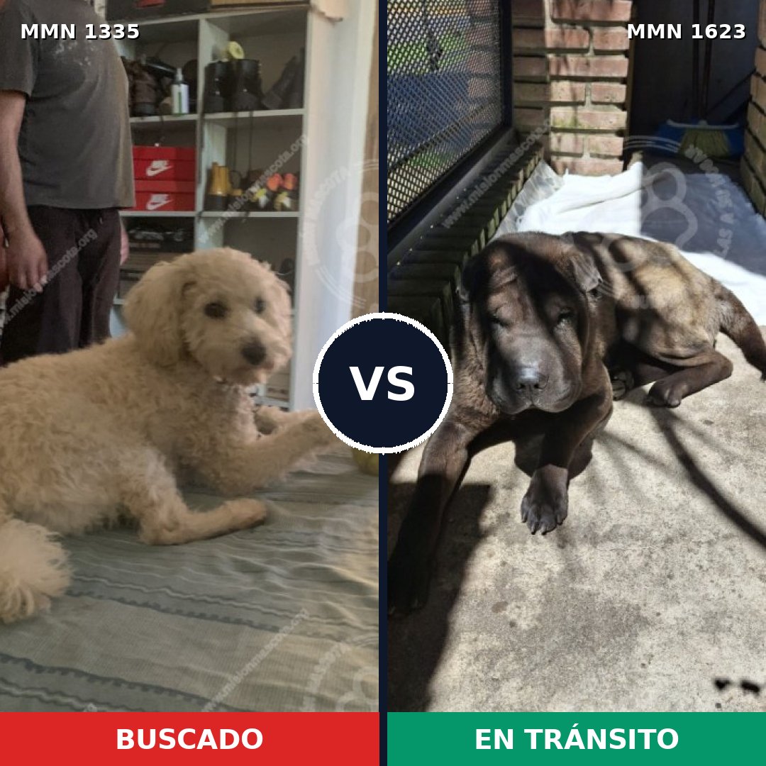Comparativa MMS 33847: mascota perdida y mascota encontrada, 32% de similitud