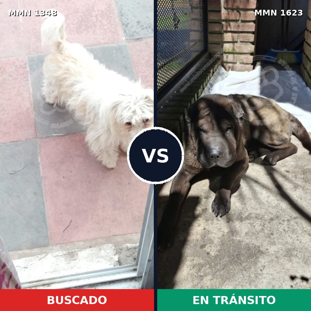 Comparativa MMS 33848: mascota perdida y mascota encontrada, 38% de similitud