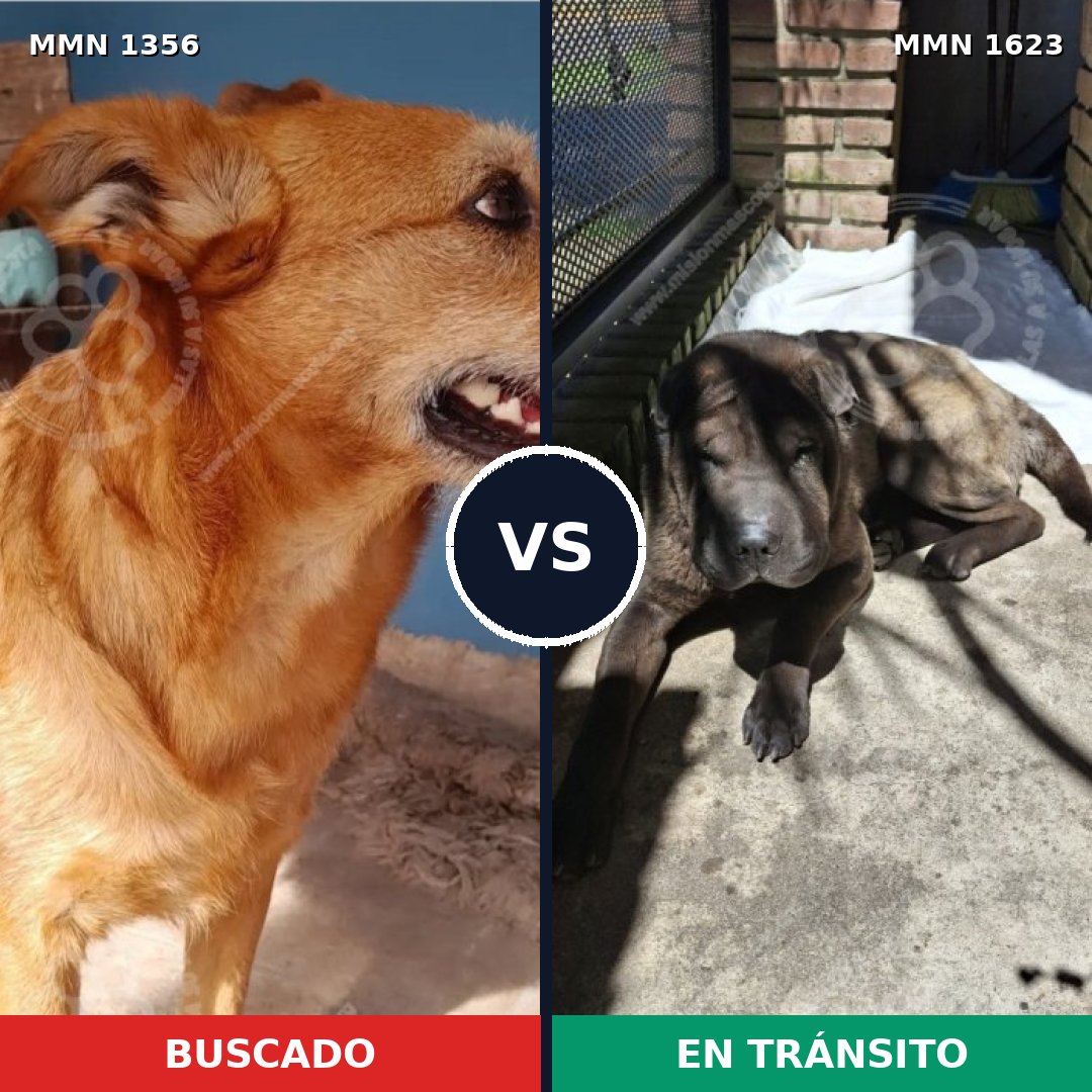 Comparativa MMS 33849: mascota perdida y mascota encontrada, 54% de similitud