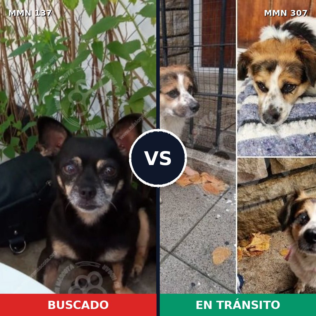 Comparativa MMS 3385: mascota perdida y mascota encontrada, 6% de similitud