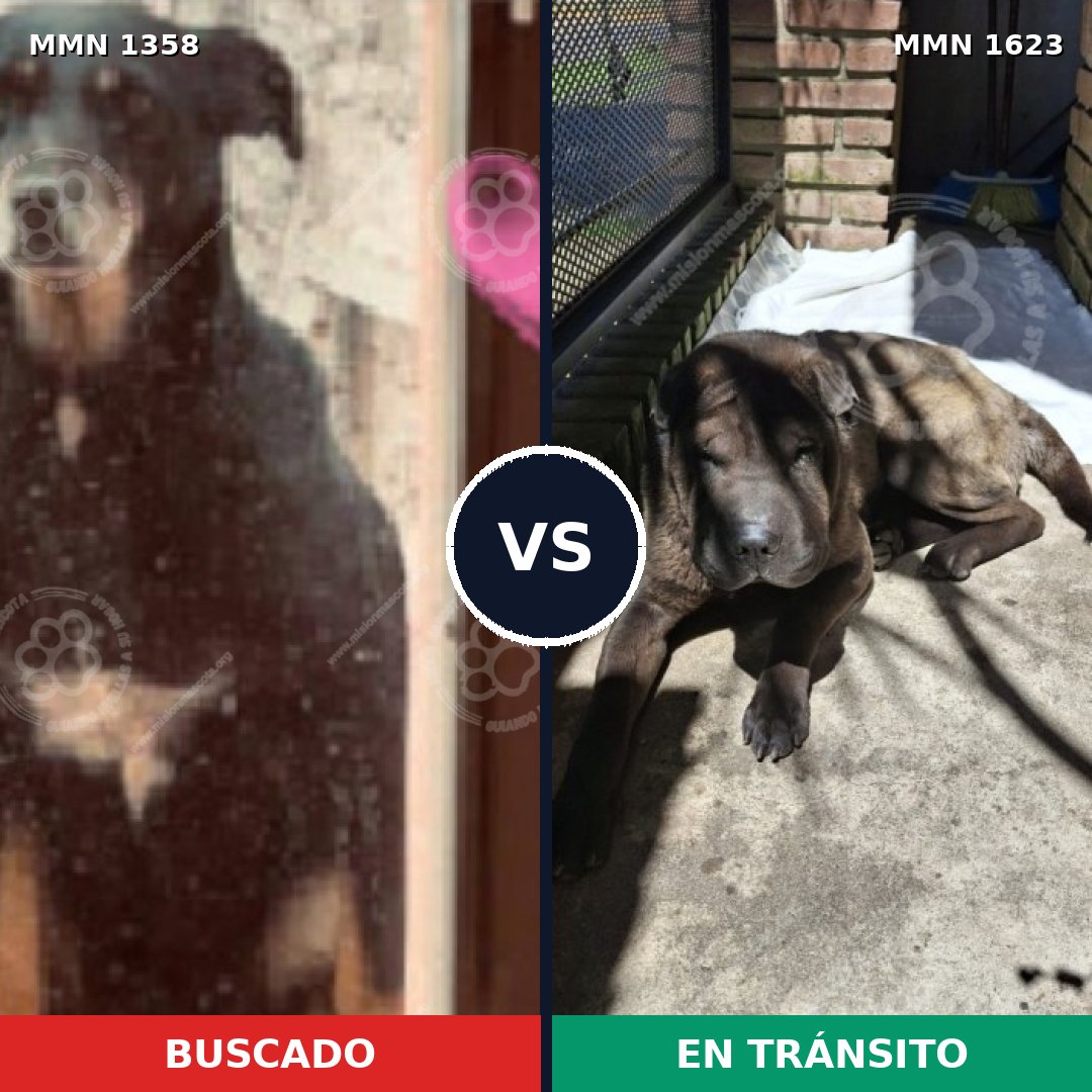 Comparativa MMS 33850: mascota perdida y mascota encontrada, 45% de similitud
