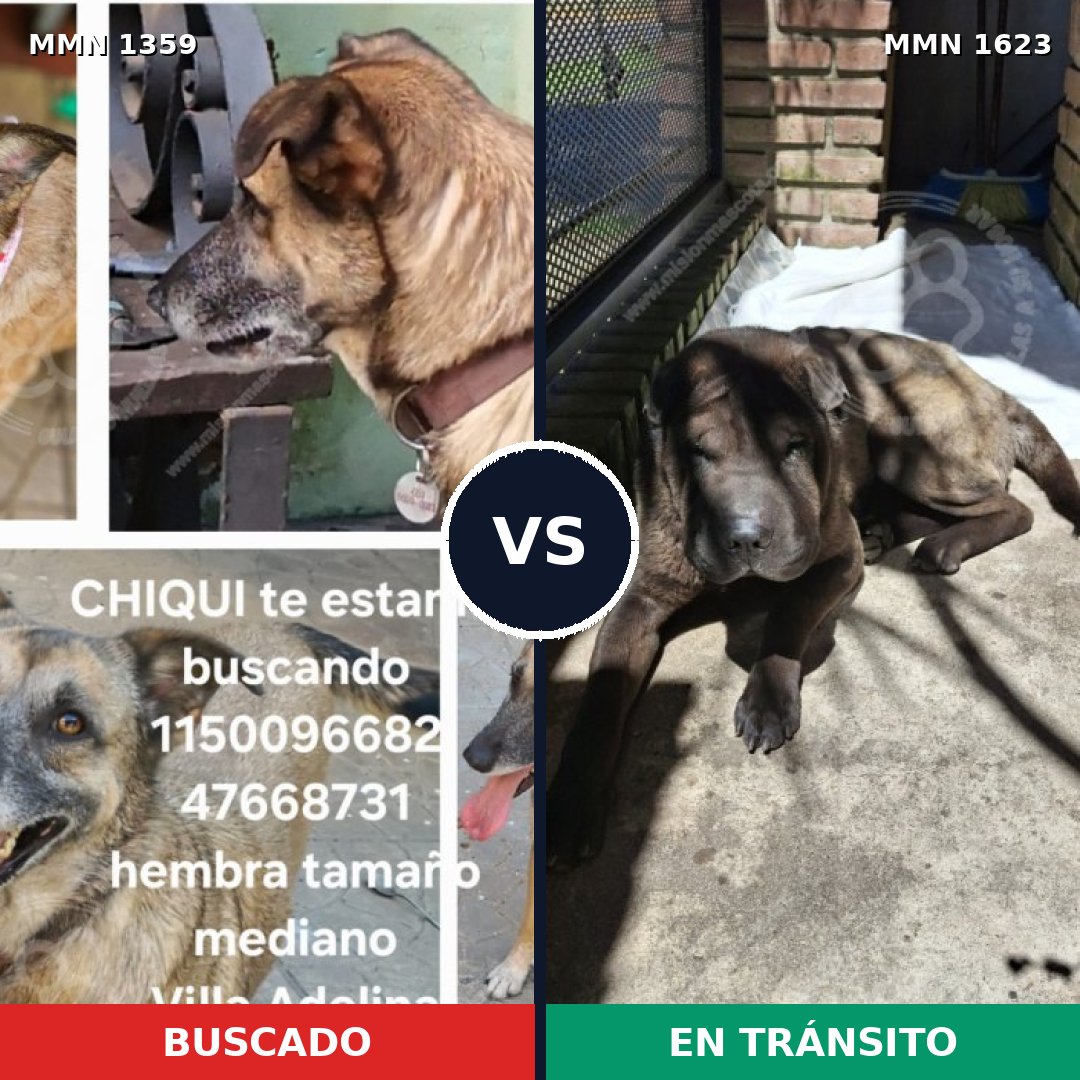 Comparativa MMS 33851: mascota perdida y mascota encontrada, 31% de similitud