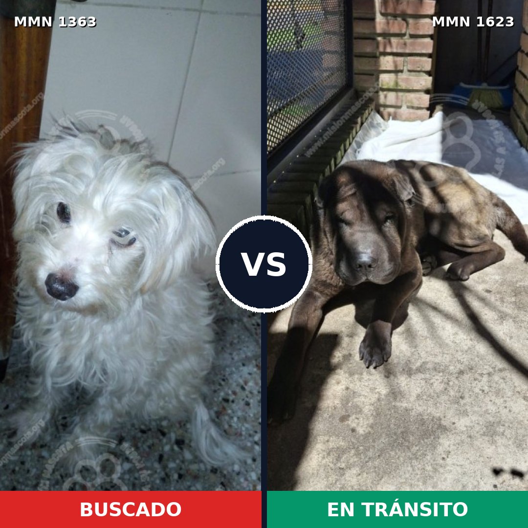 Comparativa MMS 33852: mascota perdida y mascota encontrada, 49% de similitud