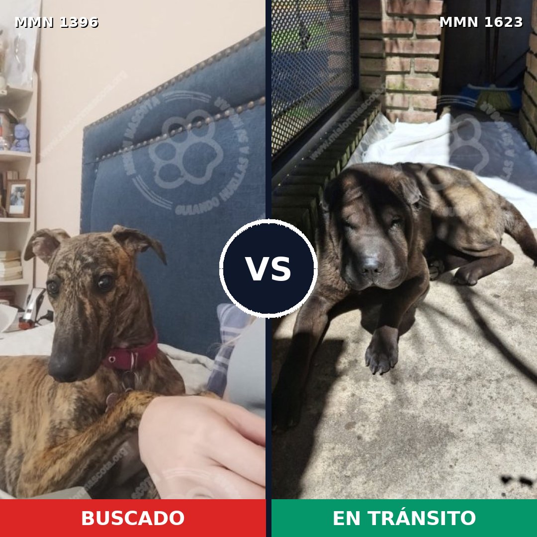Comparativa MMS 33853: mascota perdida y mascota encontrada, 43% de similitud