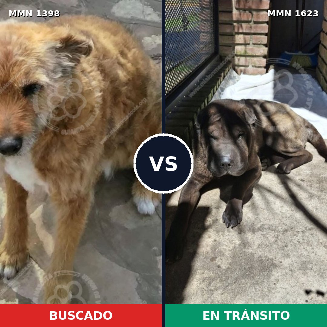 Comparativa MMS 33854: mascota perdida y mascota encontrada, 47% de similitud