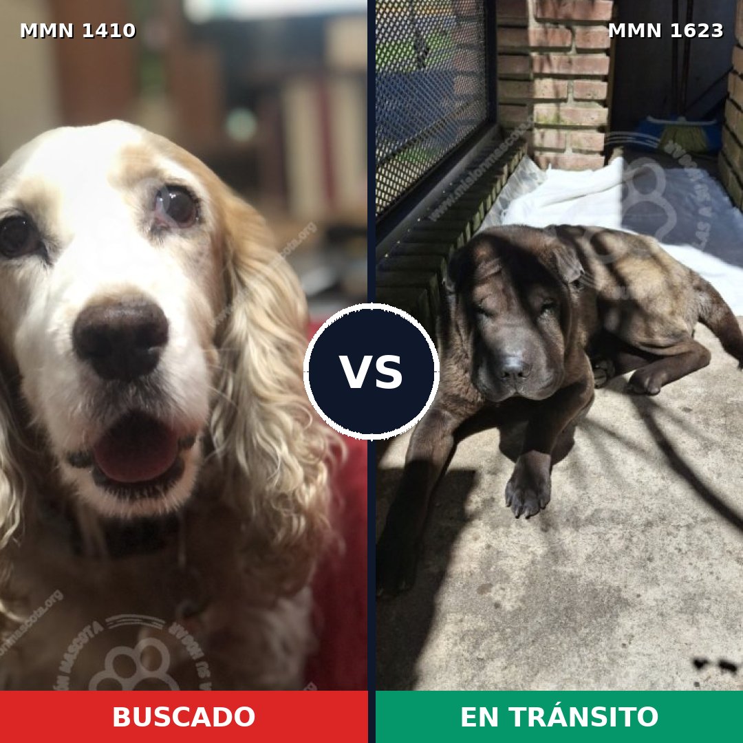 Comparativa MMS 33855: mascota perdida y mascota encontrada, 47% de similitud