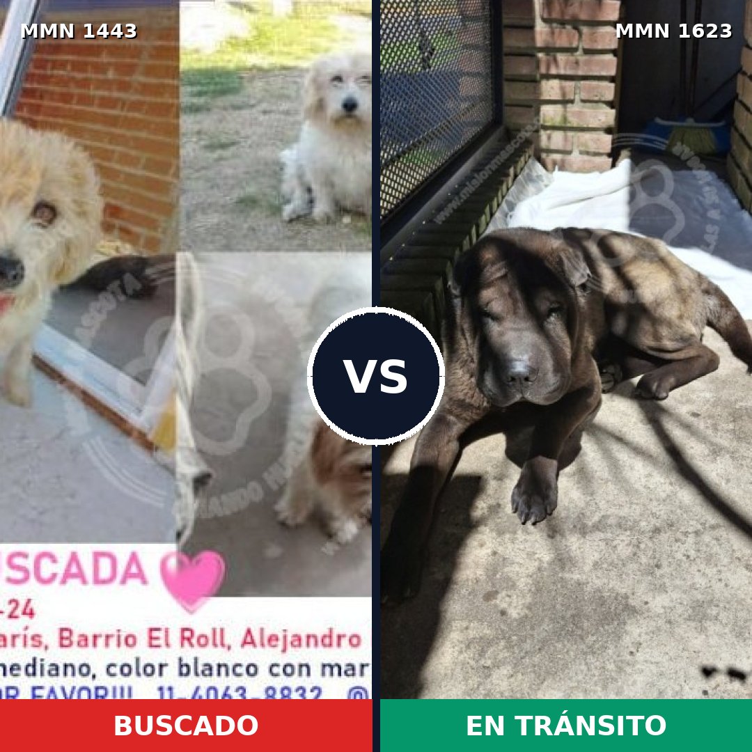 Comparativa MMS 33856: mascota perdida y mascota encontrada, 45% de similitud