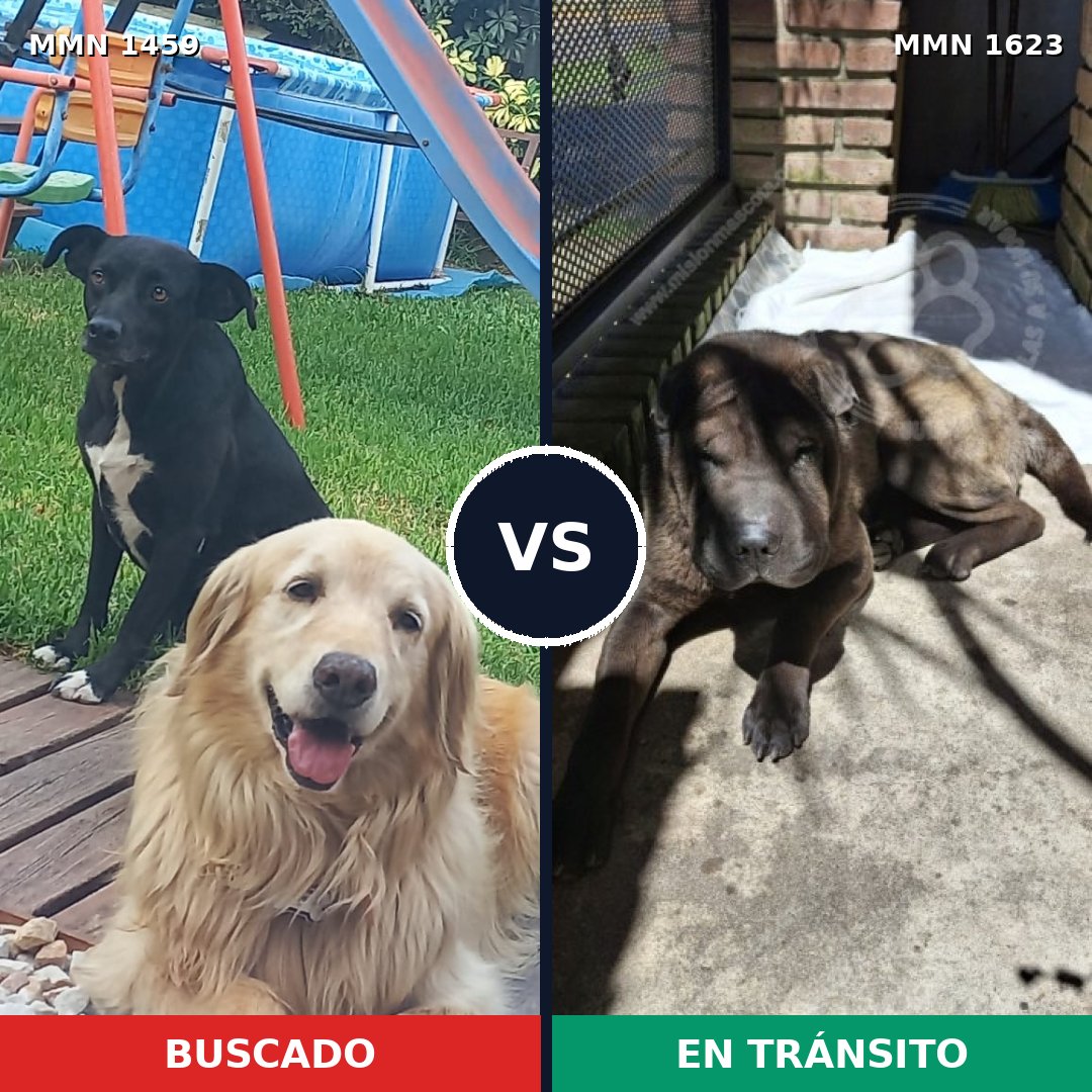 Comparativa MMS 33857: mascota perdida y mascota encontrada, 31% de similitud
