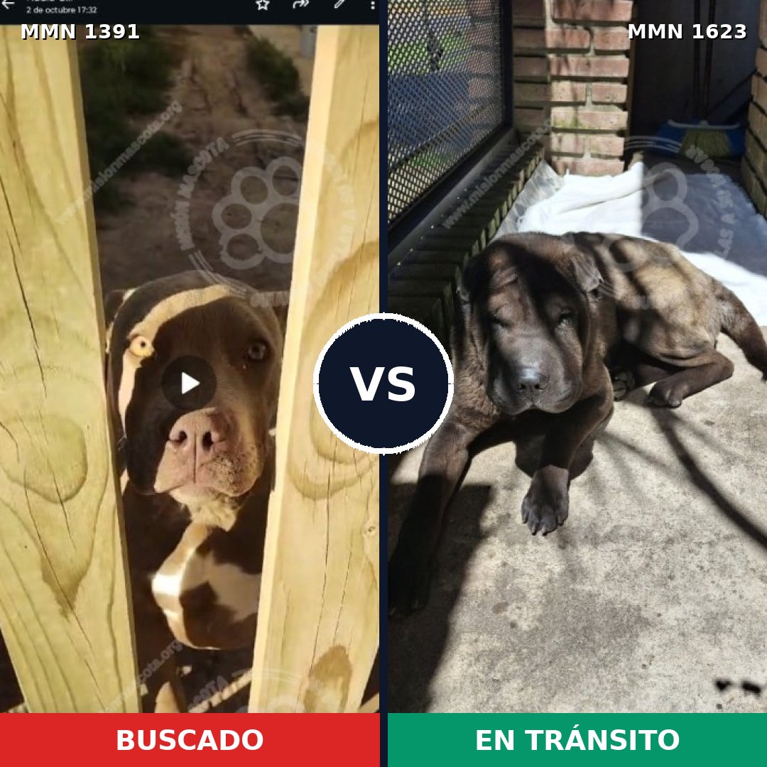 Comparativa MMS 33858: mascota perdida y mascota encontrada, 41% de similitud