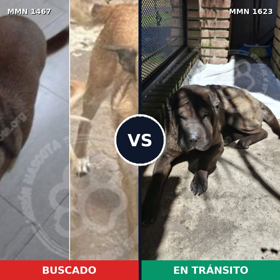 Comparativa MMS 33859: mascota perdida y mascota encontrada, 39% de similitud