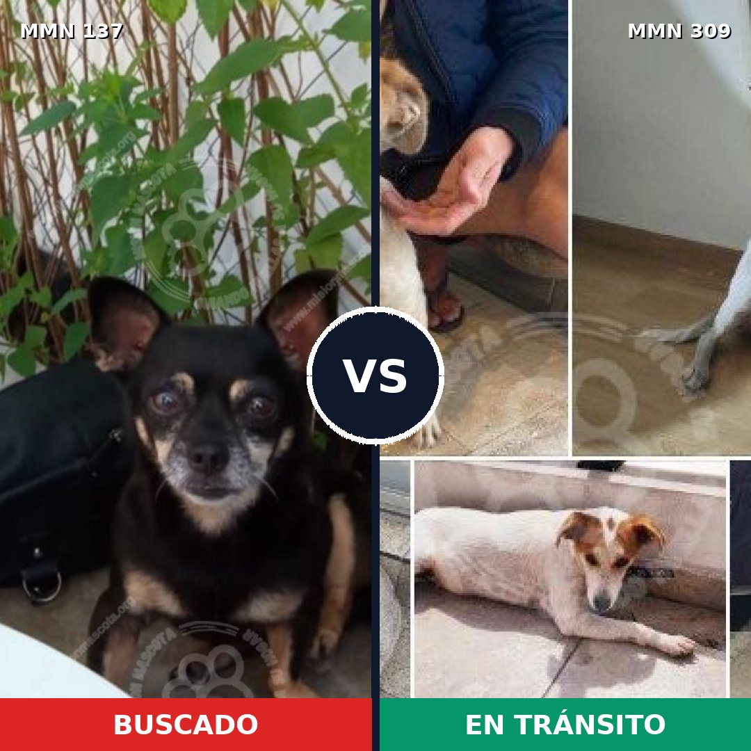 Comparativa MMS 3386: mascota perdida y mascota encontrada, 6% de similitud