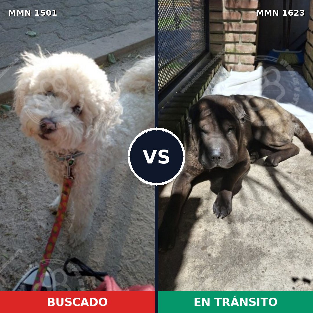 Comparativa MMS 33861: mascota perdida y mascota encontrada, 42% de similitud