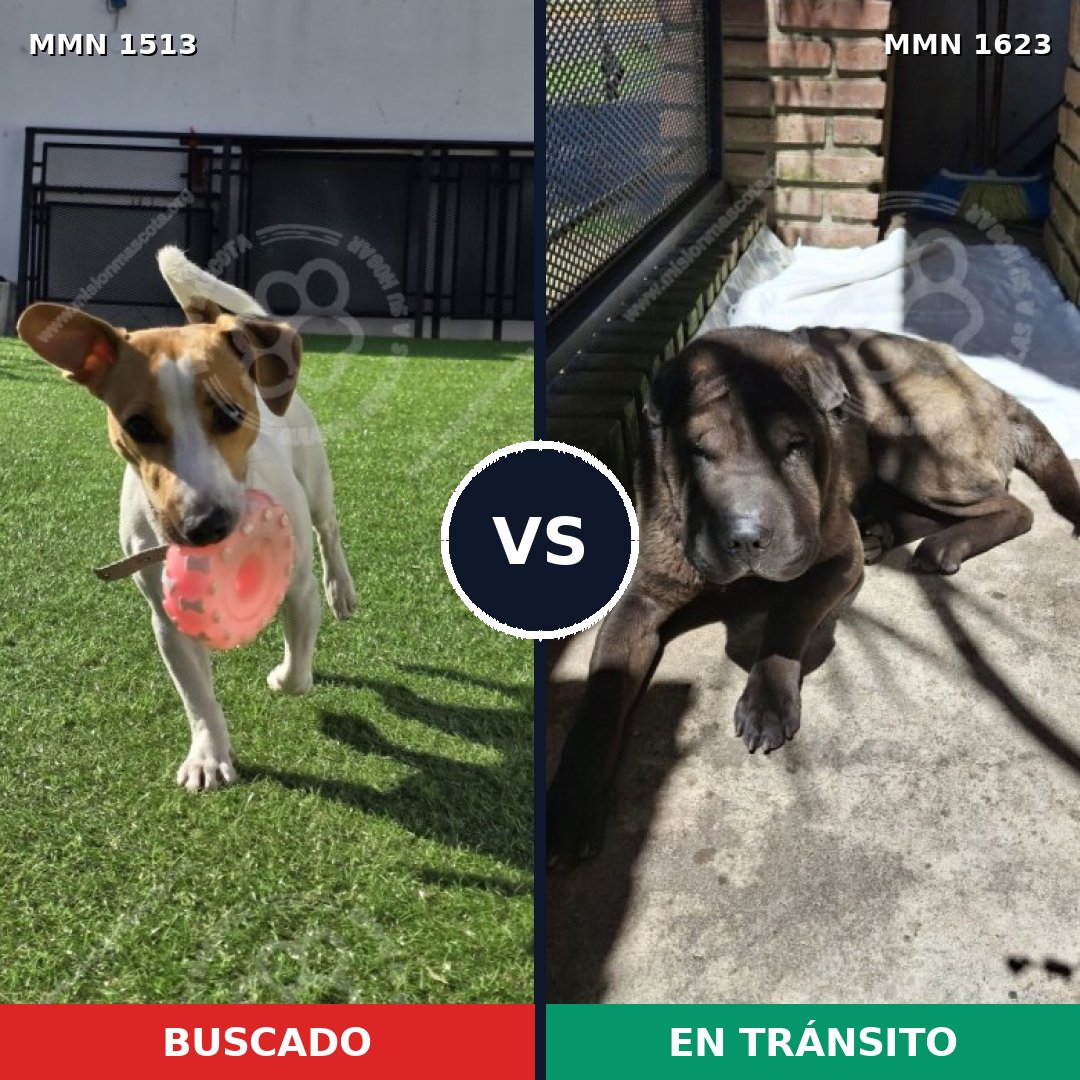Comparativa MMS 33862: mascota perdida y mascota encontrada, 41% de similitud