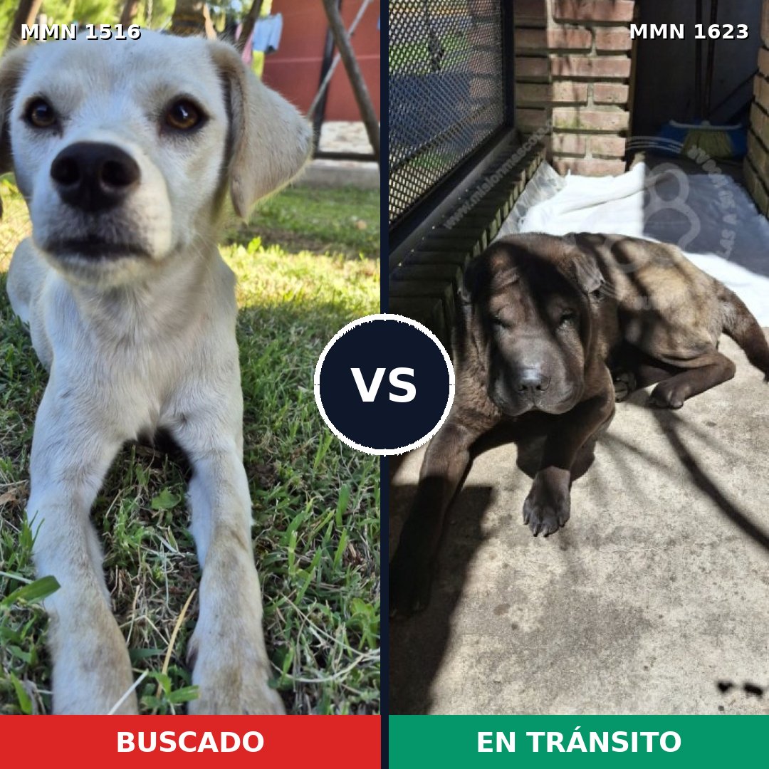 Comparativa MMS 33863: mascota perdida y mascota encontrada, 39% de similitud