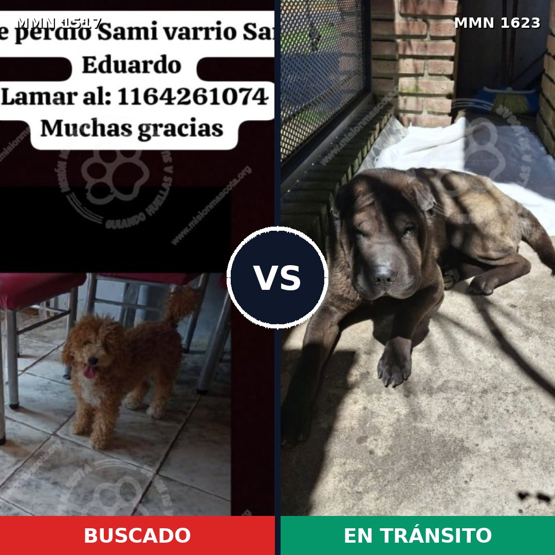 Comparativa MMS 33864: mascota perdida y mascota encontrada, 28% de similitud