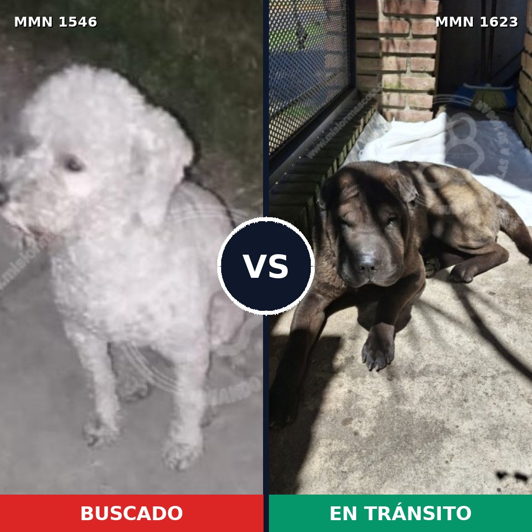 Comparativa MMS 33865: mascota perdida y mascota encontrada, 48% de similitud