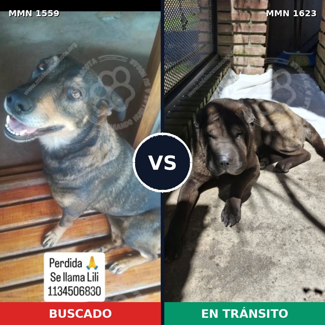Comparativa MMS 33866: mascota perdida y mascota encontrada, 53% de similitud