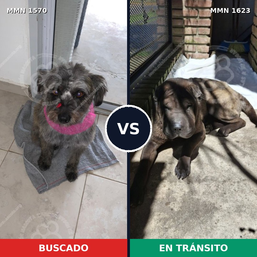 Comparativa MMS 33867: mascota perdida y mascota encontrada, 43% de similitud