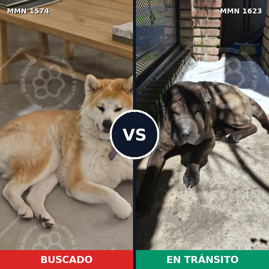 Comparativa MMS 33868: mascota perdida y mascota encontrada, 38% de similitud