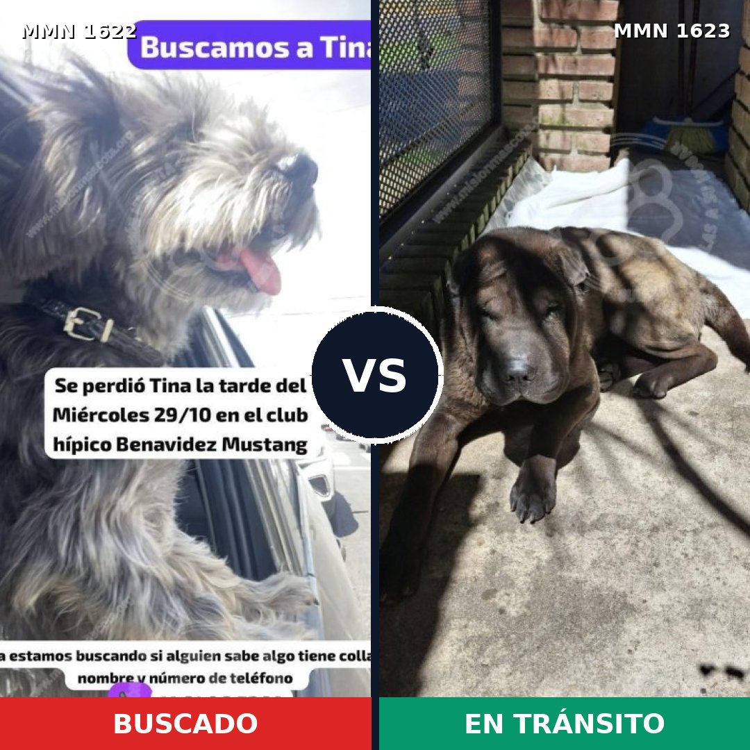 Comparativa MMS 33870: mascota perdida y mascota encontrada, 38% de similitud