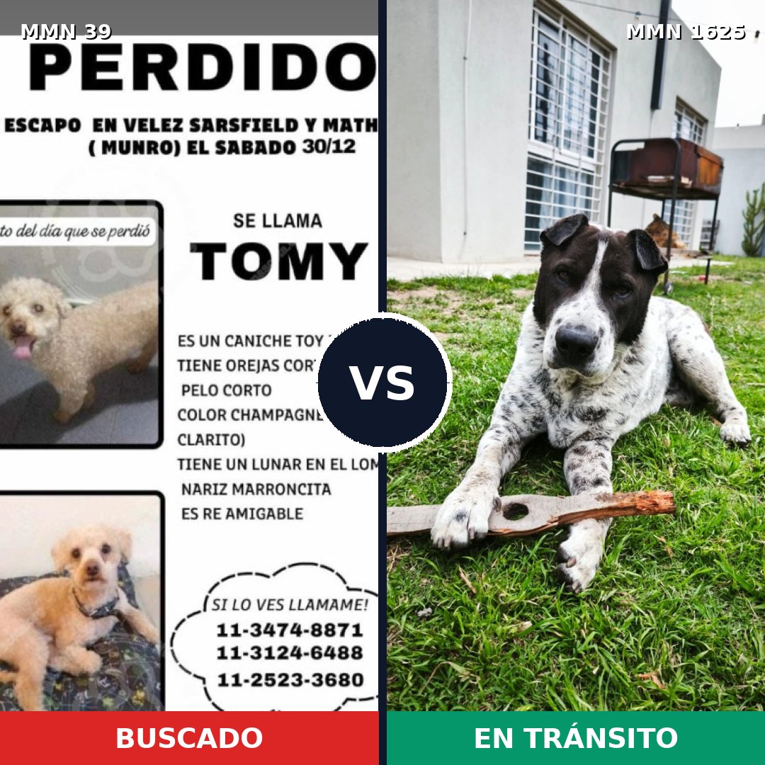 Comparativa MMS 33874: mascota perdida y mascota encontrada, 25% de similitud