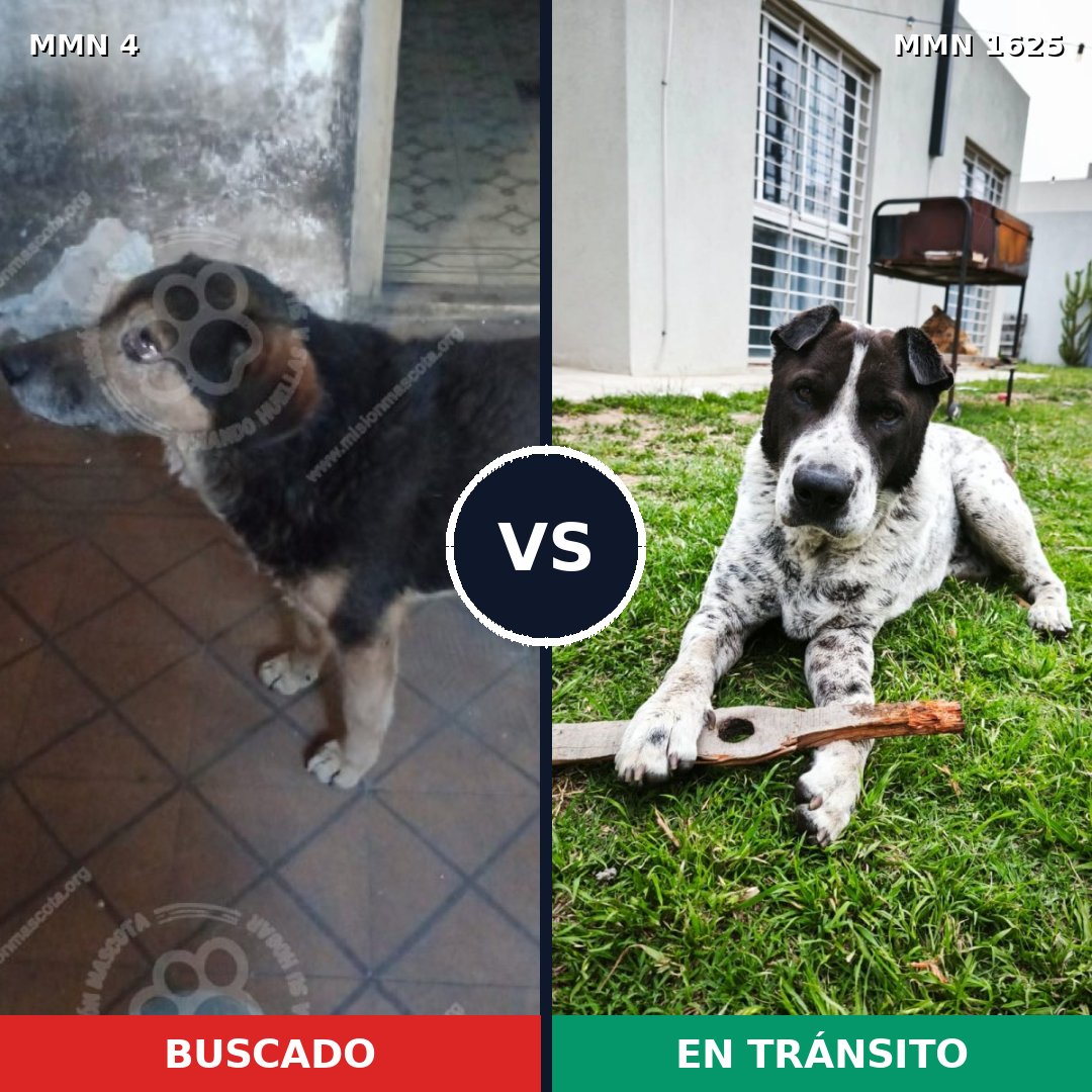 Comparativa MMS 33876: mascota perdida y mascota encontrada, 61% de similitud