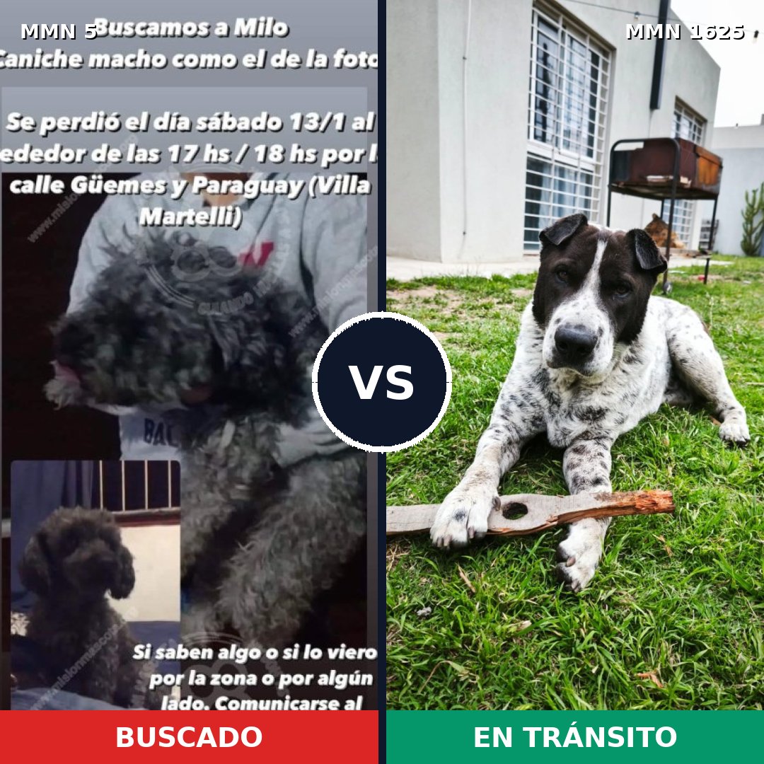 Comparativa MMS 33877: mascota perdida y mascota encontrada, 36% de similitud