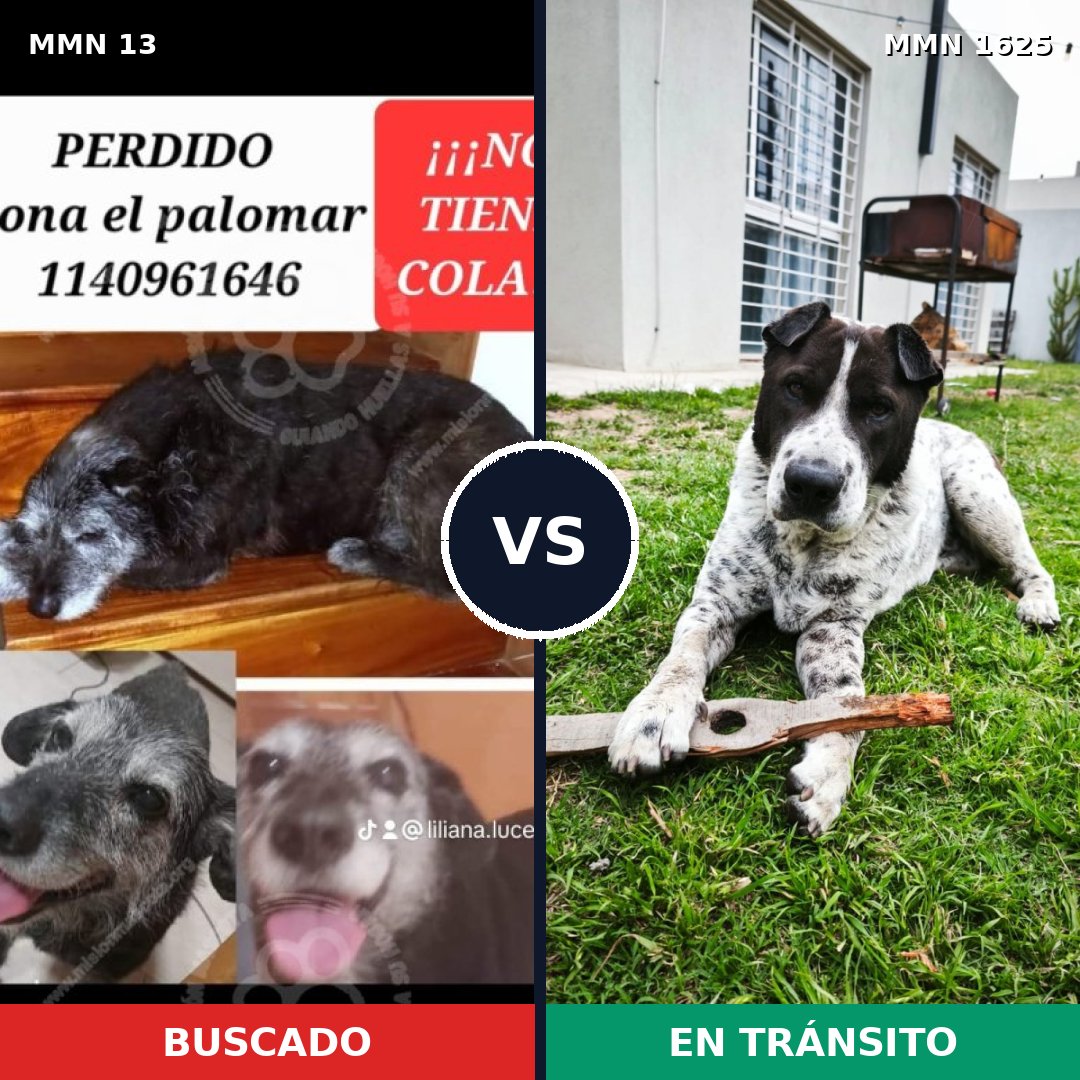 Comparativa MMS 33880: mascota perdida y mascota encontrada, 64% de similitud