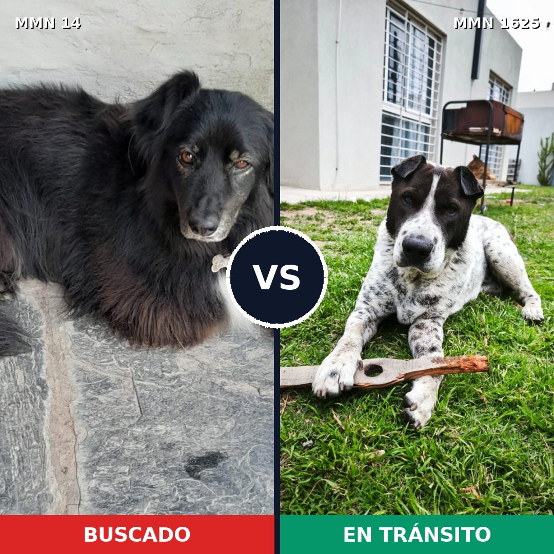Comparativa MMS 33881: mascota perdida y mascota encontrada, 59% de similitud