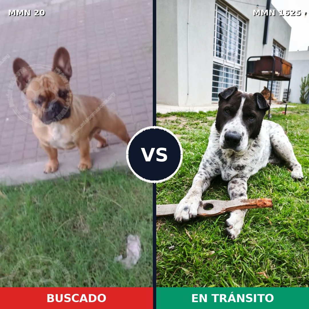 Comparativa MMS 33882: mascota perdida y mascota encontrada, 29% de similitud