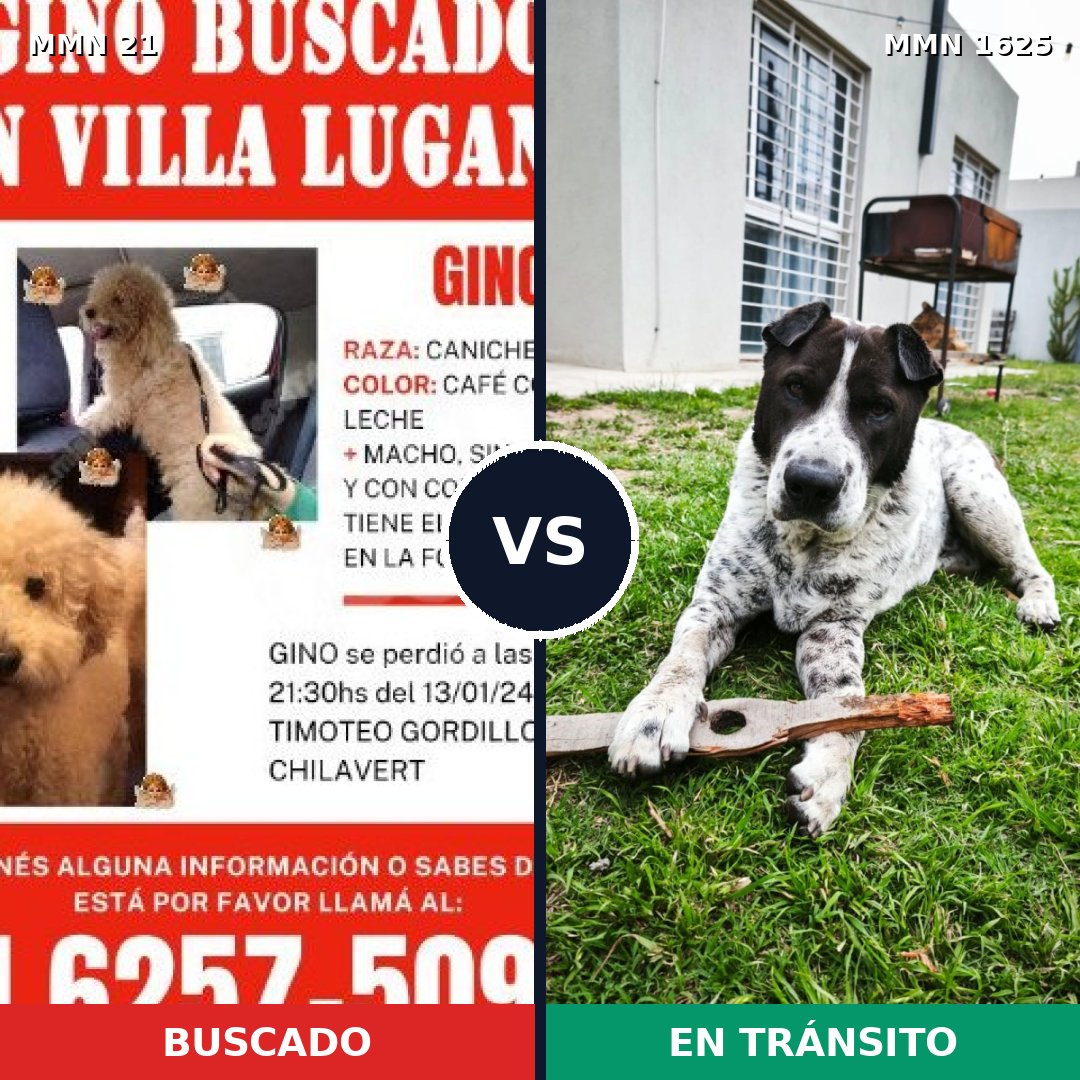 Comparativa MMS 33883: mascota perdida y mascota encontrada, 31% de similitud