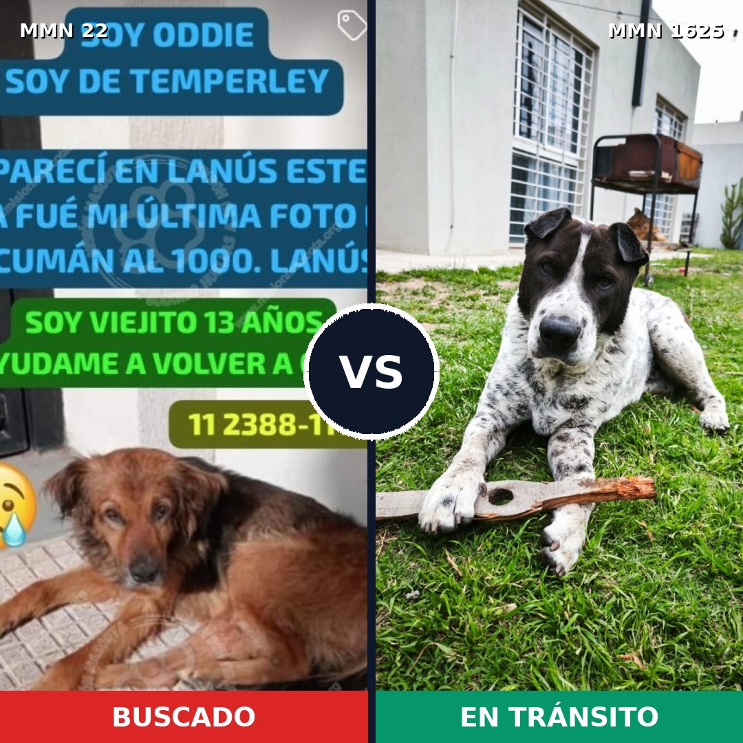 Comparativa MMS 33884: mascota perdida y mascota encontrada, 64% de similitud