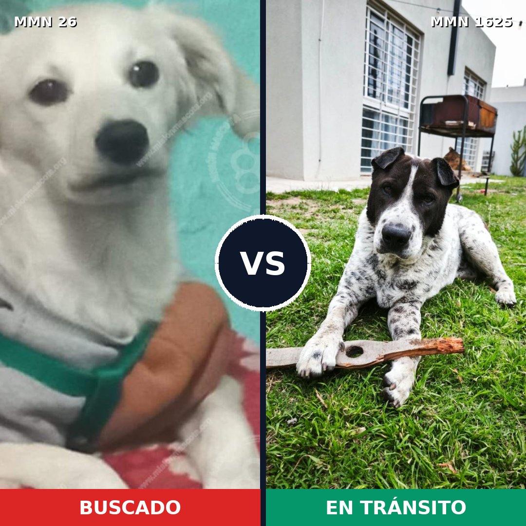 Comparativa MMS 33885: mascota perdida y mascota encontrada, 53% de similitud