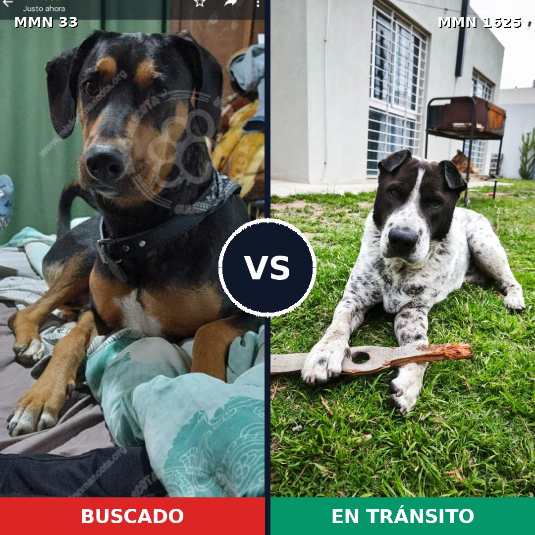 Comparativa MMS 33886: mascota perdida y mascota encontrada, 55% de similitud