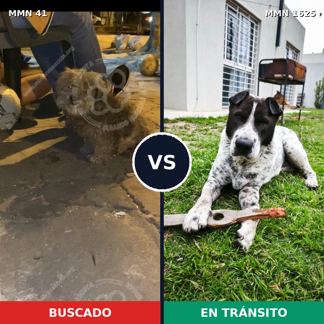 Comparativa MMS 33887: mascota perdida y mascota encontrada, 50% de similitud